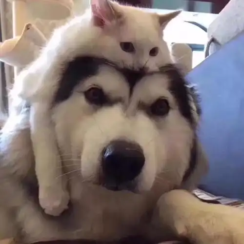 2020年微信头像图片诙谐幽默