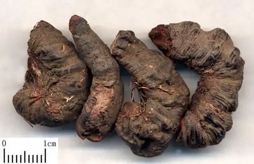 拳参拳参的功效与作用中药拳参别名