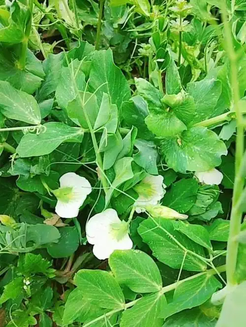 豌豆荚开花了～   家家都有小菜园!
