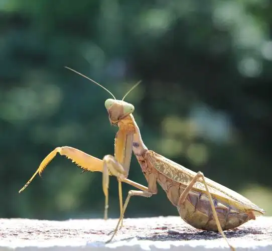 【转载】螳螂撷趣