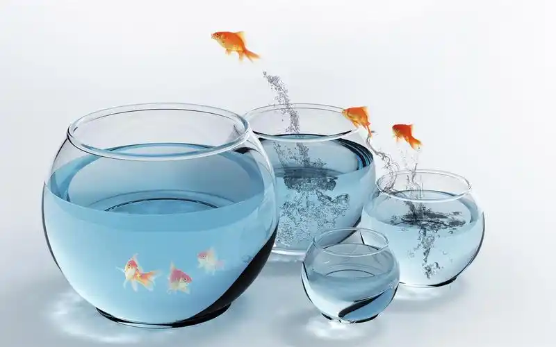 跳跃金鱼壁纸13 - 1440x900