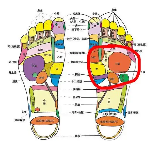 前脚掌疼痛是什么原因 40 2010-03-25 前脚掌疼痛怎么回事?怎么治疗?