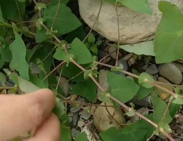 这种野草蛇见到都怕,人称"蛇不过",吃起来酸甜还可以入药!