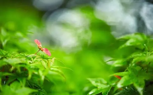 好看的绿色植物护眼图片桌面壁纸高清