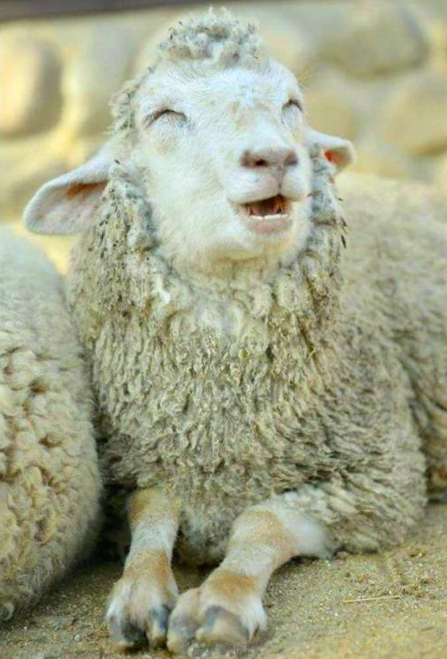 微笑是最好的沟通语言,这些动物的微笑让人"暖心",是萌到心里