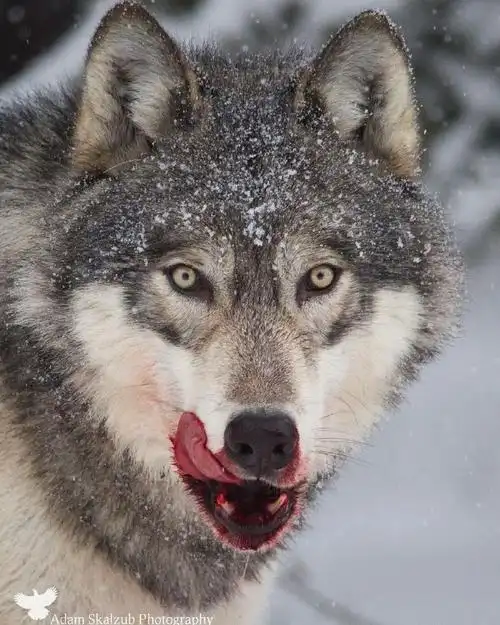 犬科动物##狼##野生动物