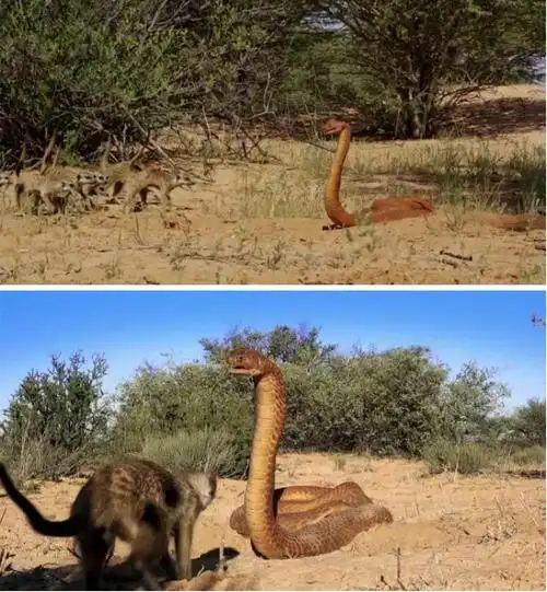 但这条眼镜蛇就是不肯退却,无奈之下,狐獴发出了叫声,呼唤兄弟们来