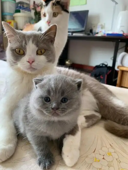 蓝猫和蓝猫串串