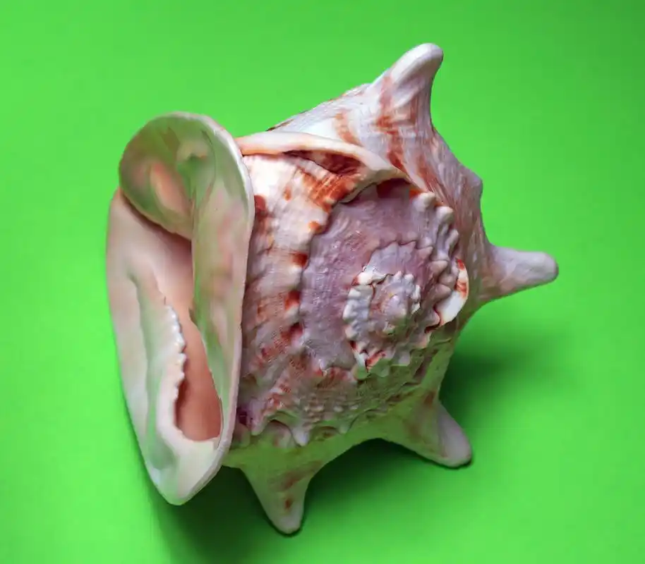 贝壳,在绿色背景上的贝壳