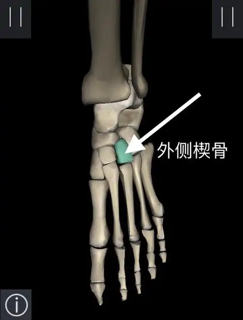 足骨 扁平足_瑜伽解剖学|每天6分钟了解人体在线听_健康小常识-喜马拉