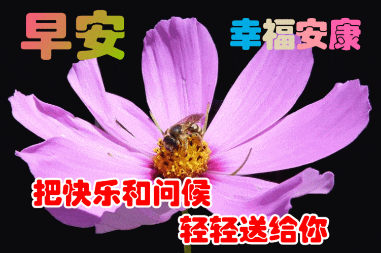 1月12日最漂亮早上好动态表情图片大全早上好动图美图大全