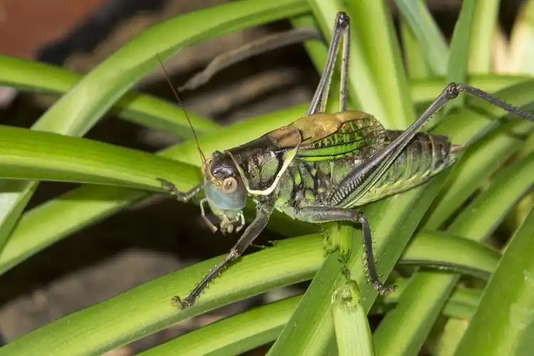 闲趣拍虫--蝈蝈