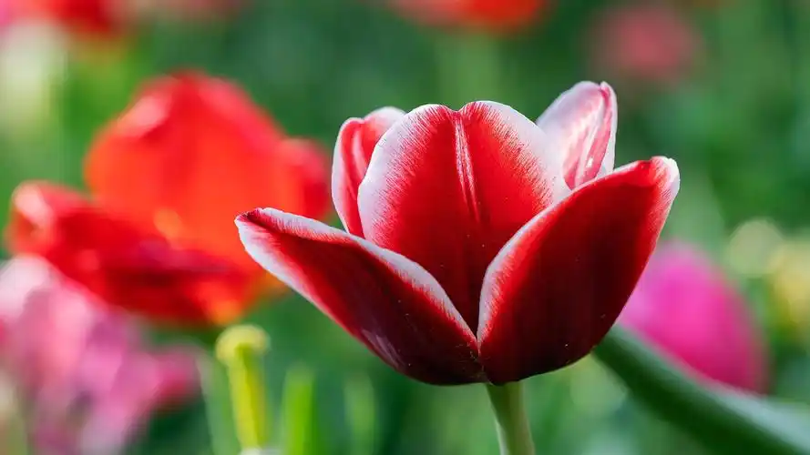 初开的郁金香,鲜花-回车桌面