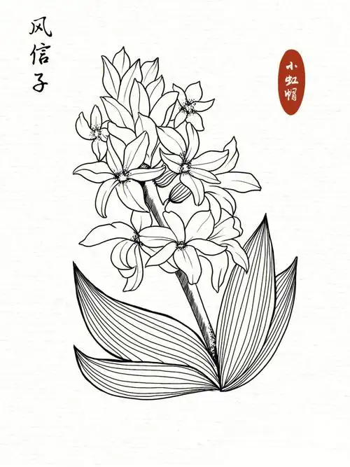 线描练习花卉线稿风信子附过程