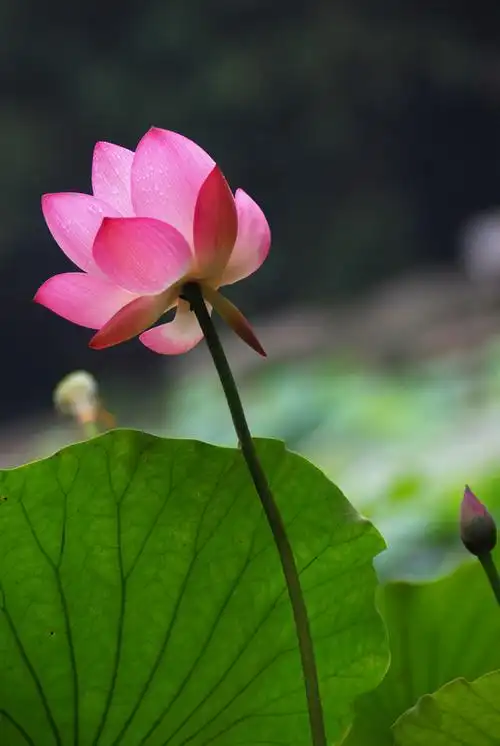 一念心清静,处处莲花开《极度魔筝lpcd45》320k/mp3