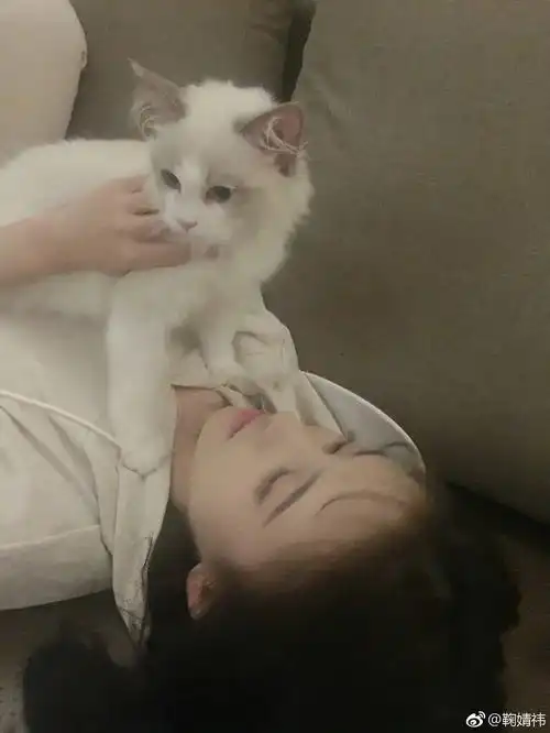 鞠婧祎和猫咪最可爱