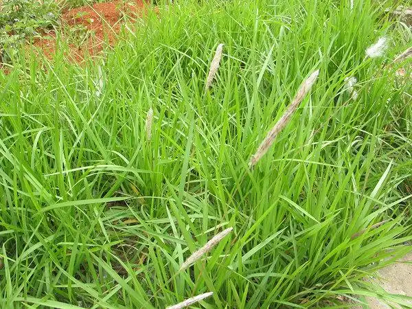 天然新鲜白茅根 野生白茅 茅草根 竹蔗清热止血现挖中药材坚草根