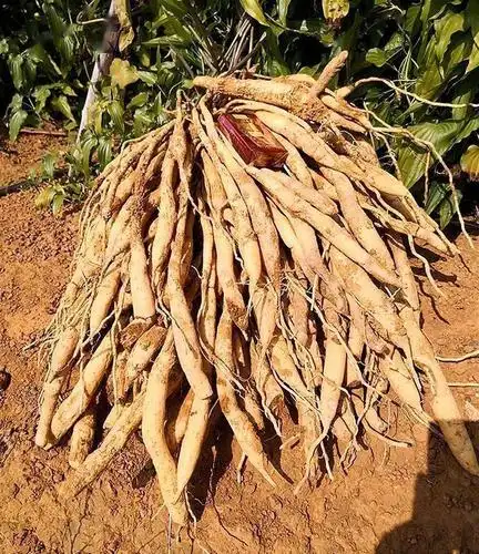 种下百部根从此断穷根