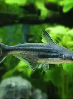 家养淡水观赏蓝鲨凶猛大白化小鲨鱼