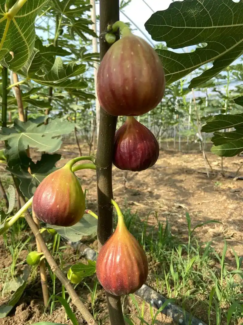 完了完了,波姬红这颜值,沦陷了#无花果采摘#波姬红无花果 - 抖音