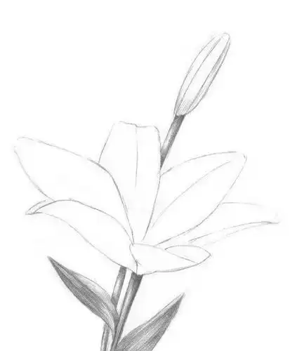 素描教程素描画百合花步骤图解