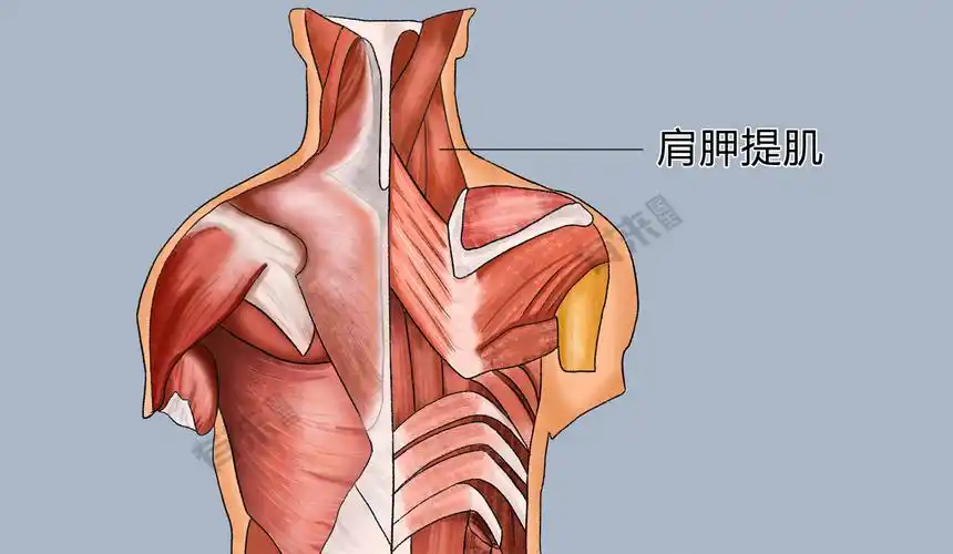 肩胛提肌_有来医生
