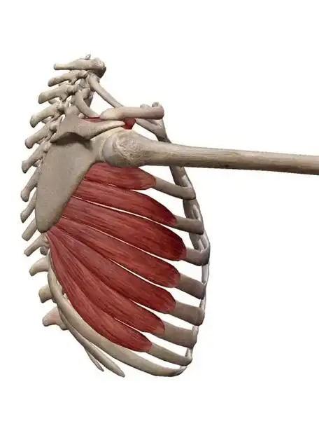 肩关节复合体重要成员训练你的前锯肌