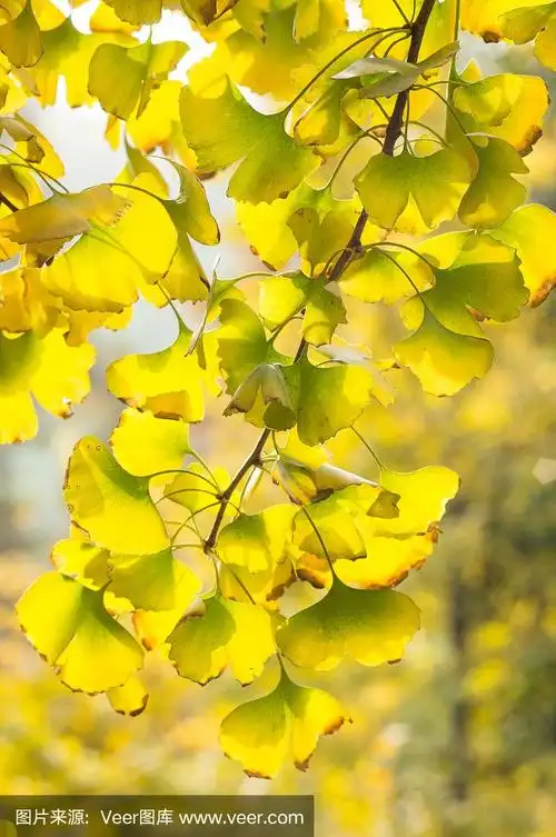 秋天的银杏树的叶子