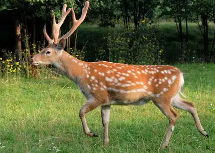 梅花鹿在丛林中发现或梅花鹿.野生动物和动物照片.