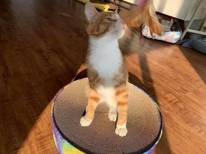 美短串大橘弟弟找领养