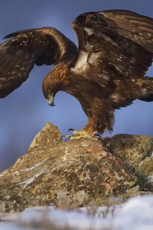 鹰打开翅膀,石头