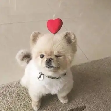 小动物头像可爱真实高清很萌的小动物微信头像图片