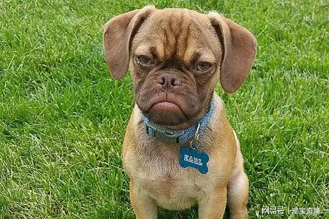 我生起气来连自己都怕可爱萌宠生气照片大全