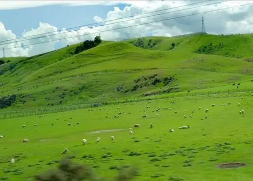 山坡和草地上成群放养的绵羊群