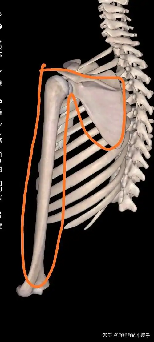 有肩部问题的姐妹不要再做什么跟练视频了姐妹先进来斜方肌肩宽背厚