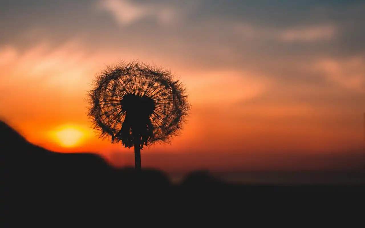 首页 桌面壁纸 蒲公英唯美高清图片电脑壁纸上一张下一张查看原图