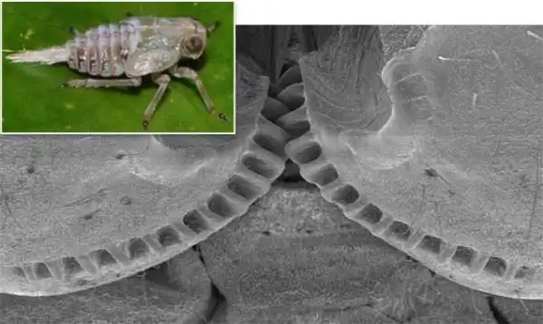 脚上有装齿轮的昆虫