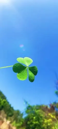 蓝天下的唯美养眼四叶草,高清图片,手机壁纸