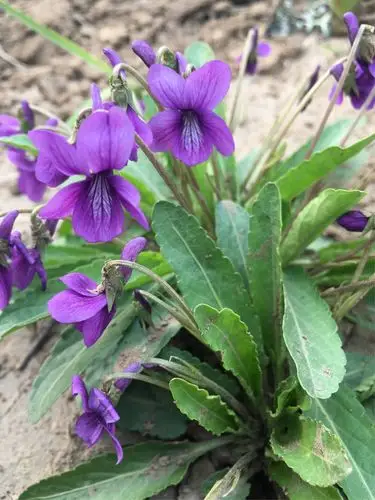 国家药用植物园初探 第二集