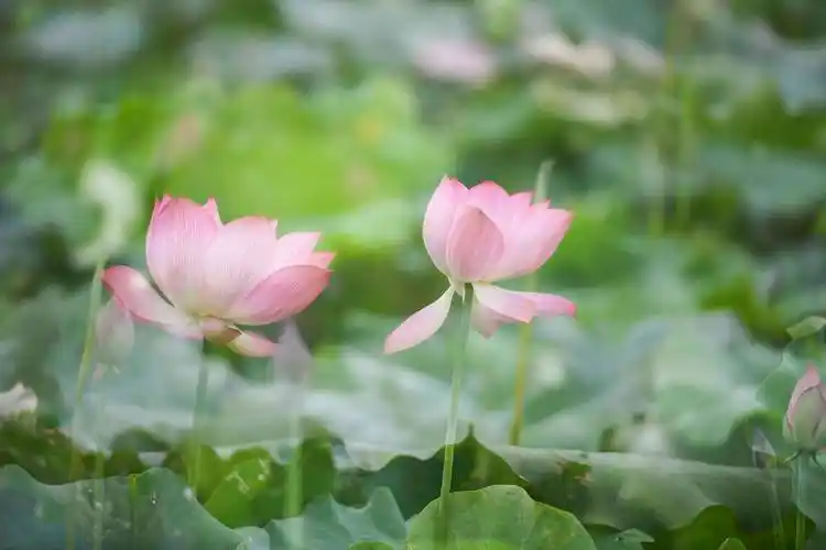 安徽省六安市舒城县春秋乡文王村,空中鸟瞰 成片的绿油油的荷塘,莲花