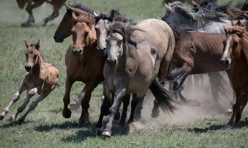 锡林郭勒的羊和马