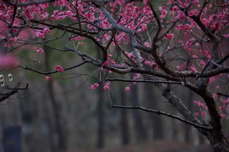 梅花树下的风情 - 美篇