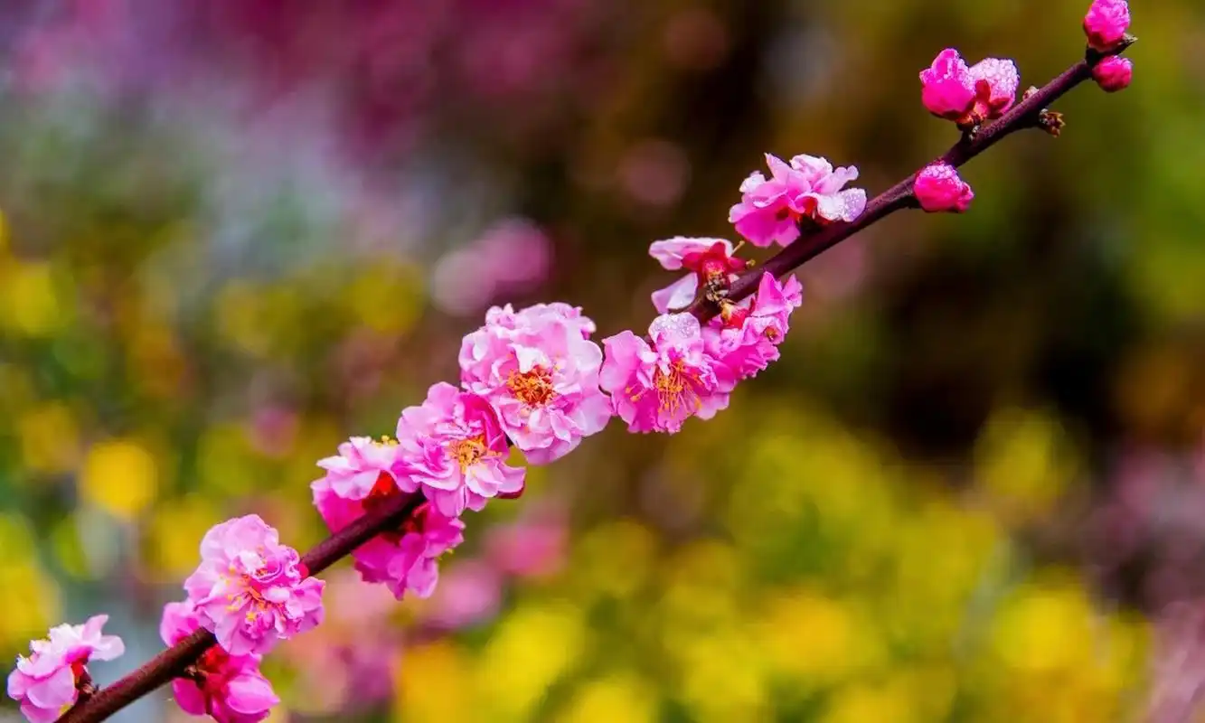 文章讲述了春日繁花景象,以及光源氏与紫姬的故事.