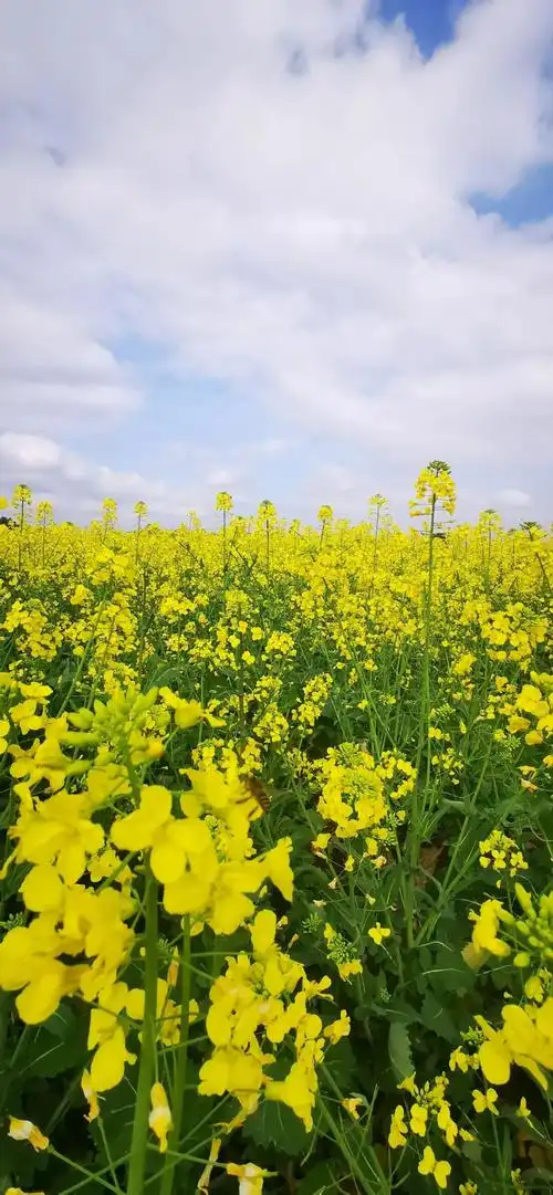 超美超震撼建德这片花海惊艳上线即将刷爆你的朋友圈