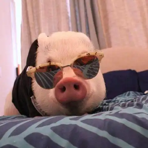 小猪猪这么可爱速来一波头像请查收哦