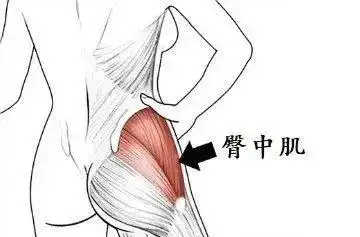 臀部不饱满屁股不性感你一定要练这块肌肉
