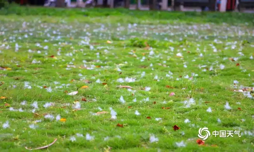 贵港:木棉花絮轻风中旋舞