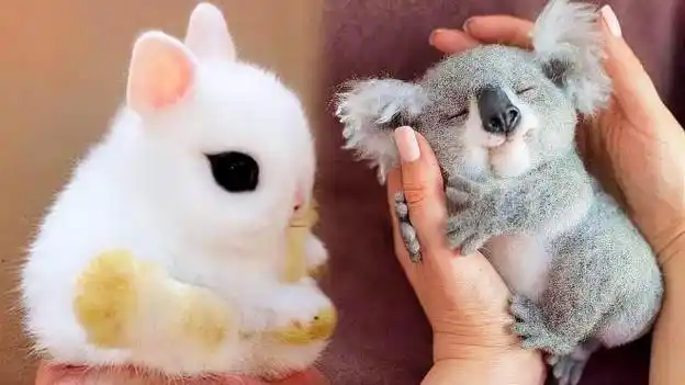 萌到泪奔,6种超级可爱的动物宝宝,每一个都想抱回家