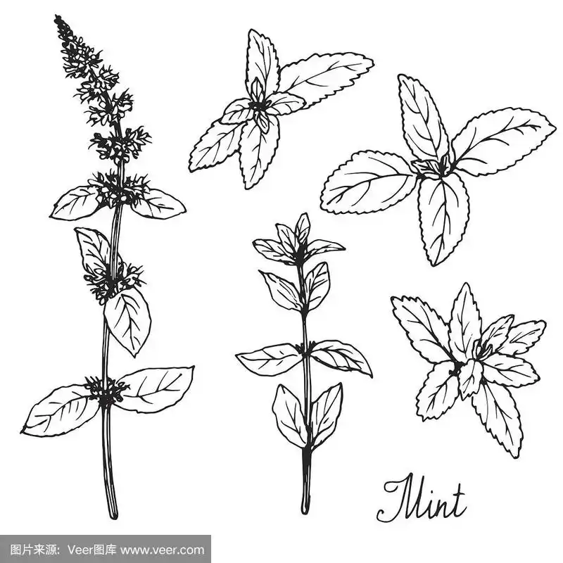 手绘薄荷