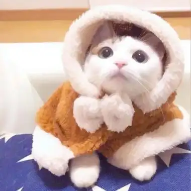 可爱小猫咪超萌头像 好看可爱高清的猫咪头像图片_动物头像_美头网